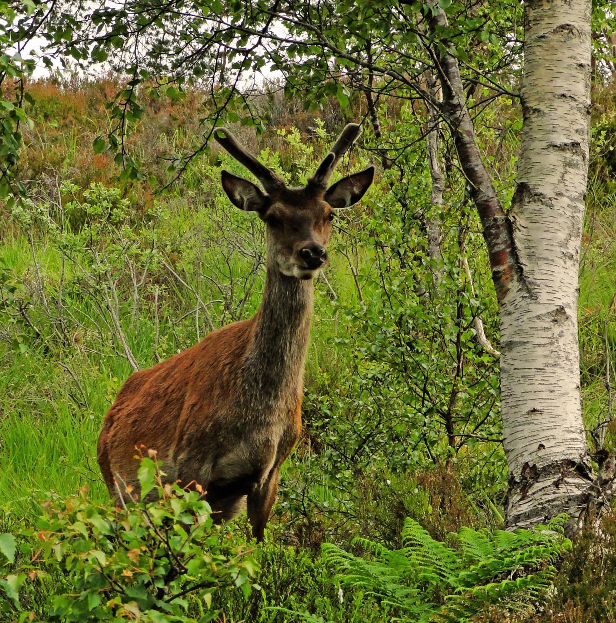 Park Guest House Inverness Esterno foto